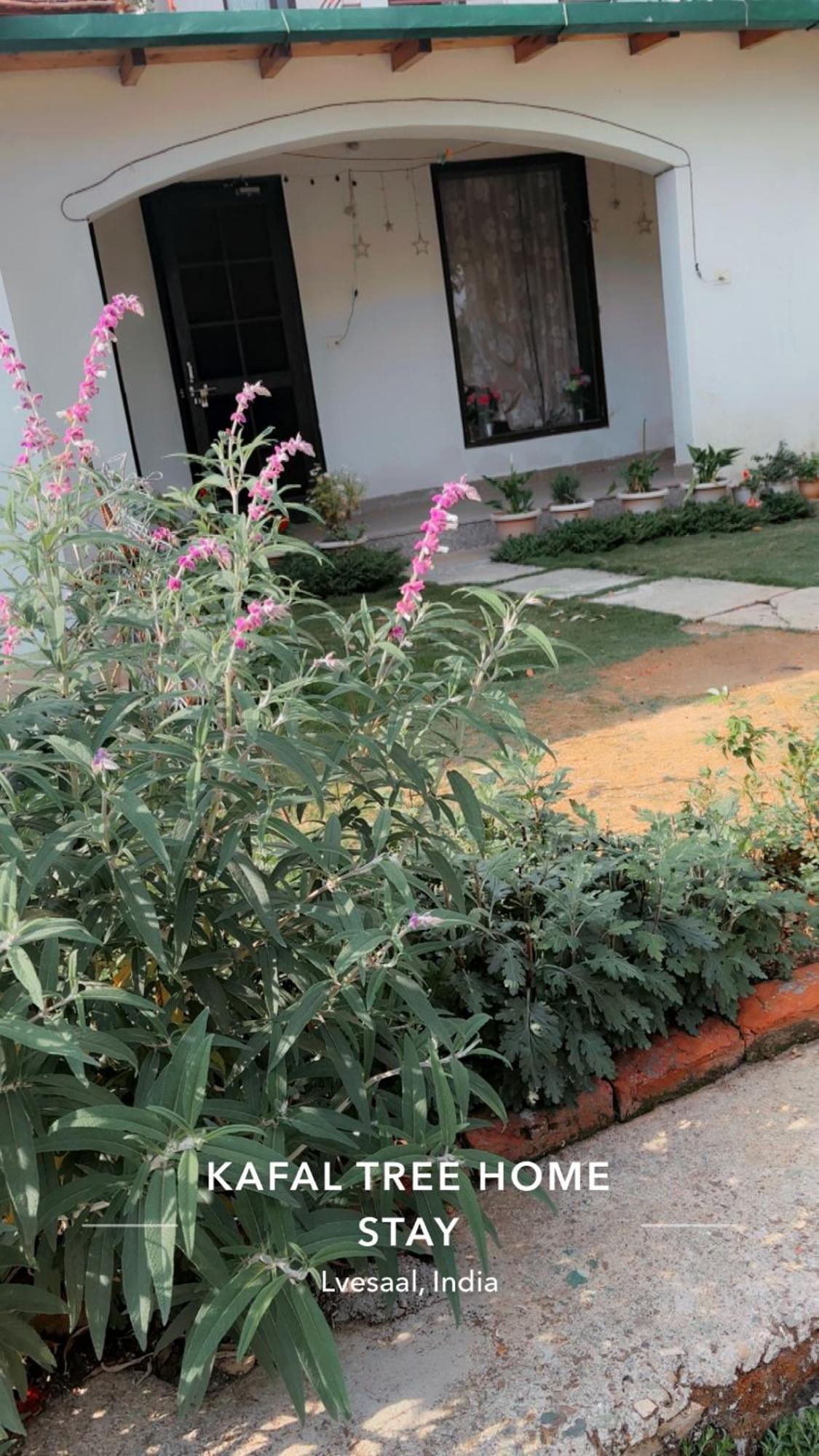 Kafal Tree Home Stay - Pet Friendly Bhowali Εξωτερικό φωτογραφία