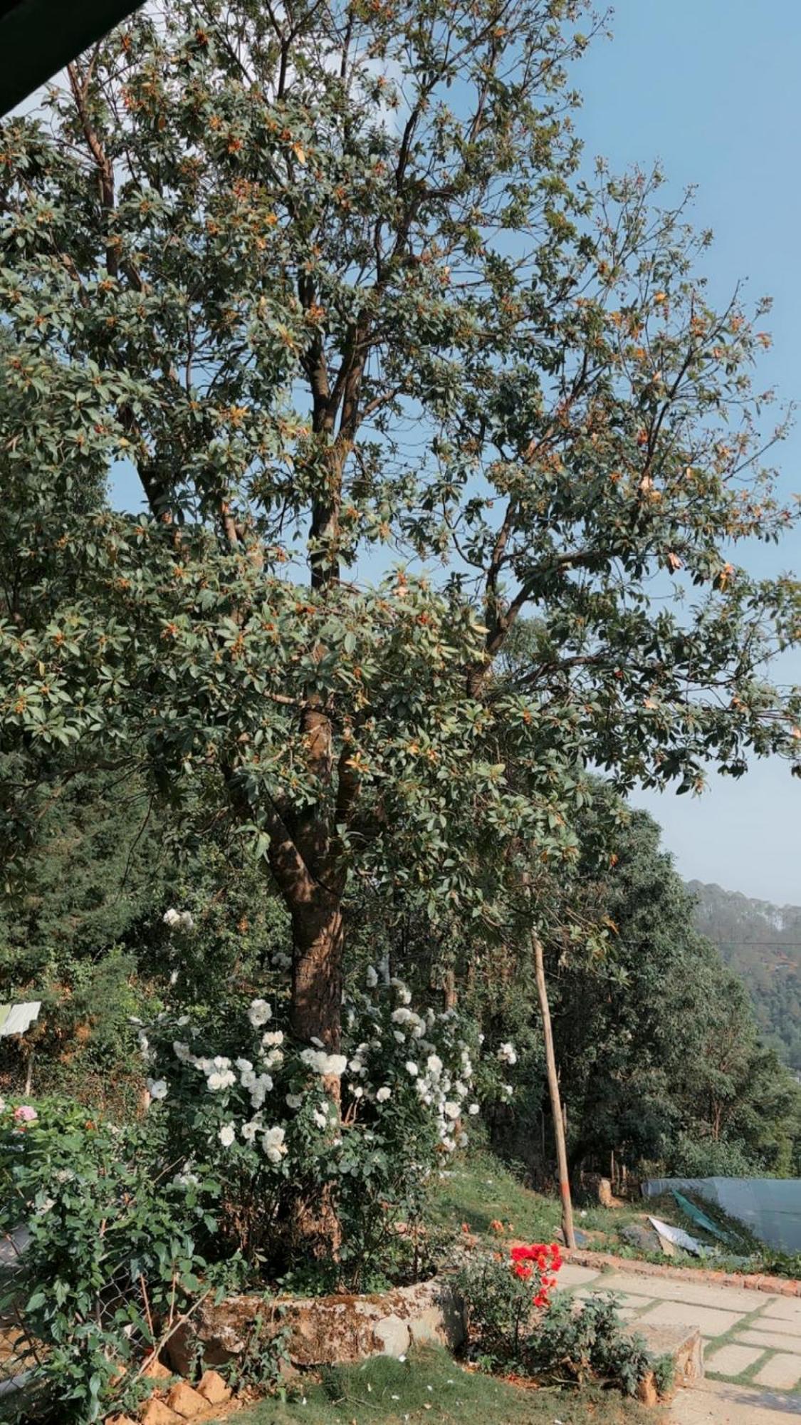 Kafal Tree Home Stay - Pet Friendly Bhowali Εξωτερικό φωτογραφία